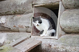 Cats crawl out of the window. Pets. Animals go for a walk. Village cats