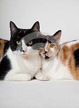 Cats cuddling and snuggling on the floor next to each other