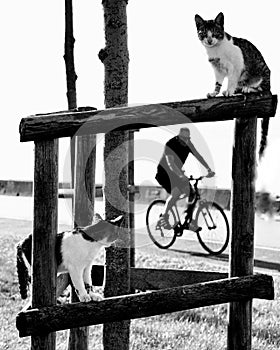 Cats and the cycler