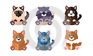 Cats of different breeds set, cute cartoon animals pets sitting vector Illustration on a white background