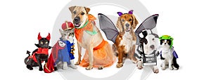 Cats and Dogs in Halloween Costumes Web Banner photo