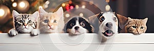 A cats and a dogs peeking out from behind a wooden board. Cute puppies and kittens with a defocused Christmas background