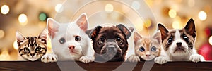 A cats and a dogs peeking out from behind a wooden board. Cute puppies and kittens with a defocused Christmas background