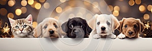 A cats and a dogs peeking out from behind a wooden board. Cute puppies and kittens with a defocused Christmas background