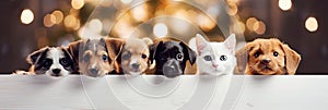 A cats and a dogs peeking over white edge. Web promotional banner for pet shop or vet clinic. Background with cute pets.