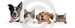 Cats and Dogs Peeking Over White Web Banner