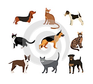 Cats and dogs vector illustration