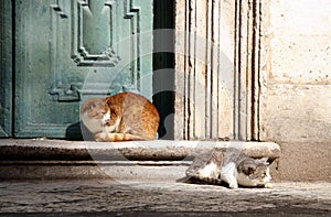 Cats in Dubrovnik photo