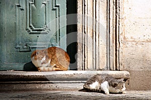 Cats in Dubrovnik photo