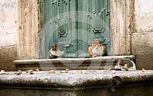 Cats in Dubrovnik photo