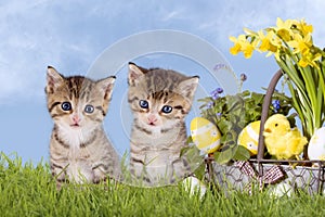 Cats, Easter, with daffodils on grass