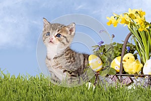 Cats, Easter, with daffodils on grass