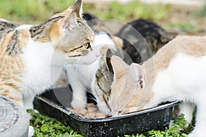 Cats eat cat food. Big cat and small kitten eating pieces of meat from the plate. We see pink tongue. Snouts large cats. Food for