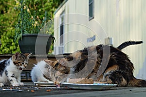 Cats Eating photo