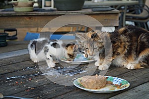 Cats eating photo