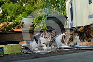 Cats Eating photo