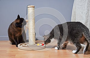 Cats examining new cat tree