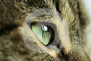 Cats eye