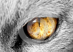 Gatti occhio 