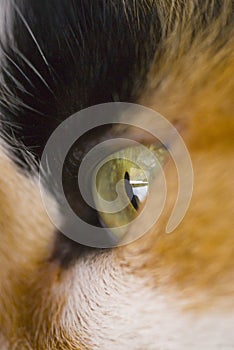 Cats eye