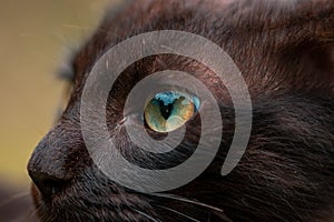 Cats eye macro close up, gorgeous young kitty posing for a photo