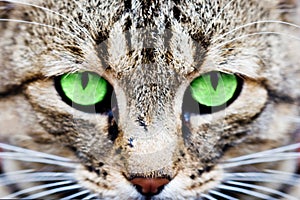 Cats eyes