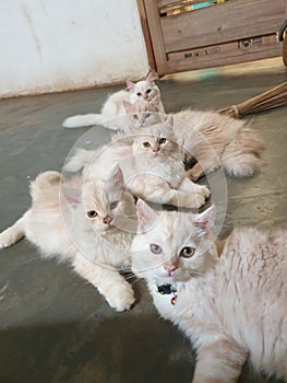 Cats familly white and cute