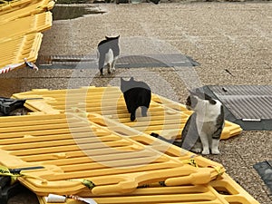 The cats family at paseo maritimo photo