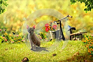 Cats in the fantasy world stand against a background of yellow grasslands with flowers and bicycles parked and fresh grass under t