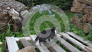 Cats in Farm Yard, Kitten Hunting Searching Food, Pussy Cat Walking in Garden