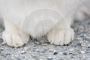 Cats feet