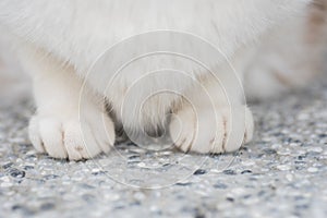 Cats feet