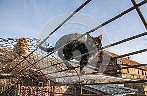 Cats on a fence; Poland.