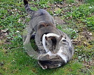 Cats fighting outdoor