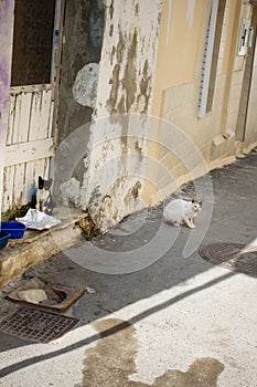 Cats on footpath