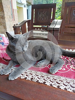 Cats are four-legged and hairy mammals, cats are carnivorous animals, cats have a very sharp sense of sight photo