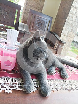 Cats are four-legged and hairy mammals, cats are carnivorous animals, cats have a very sharp sense of sight photo
