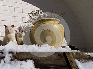 Cats getting warm at a sunny winter day