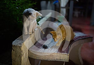 Cats and Giant black Bug on the red bench