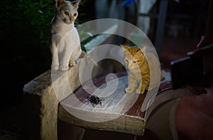 Cats and Giant black Bug on the red bench