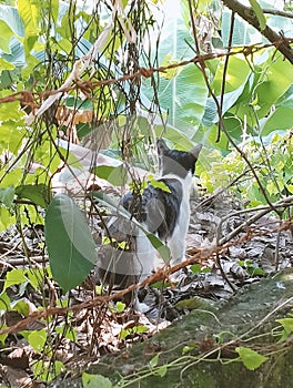 Cats go on an adventure exploring the forest