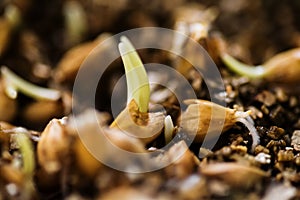 Cats grass germination