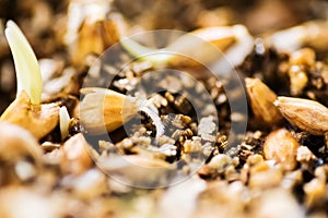 Cats grass germination