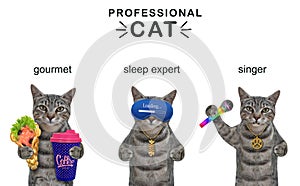 Cats gray are professionals 2