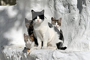 Cats Greece