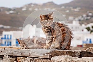 Cats in Greece