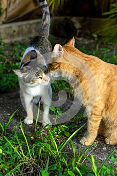 Cats greeting each other