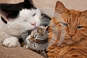 Cats Grooming photo