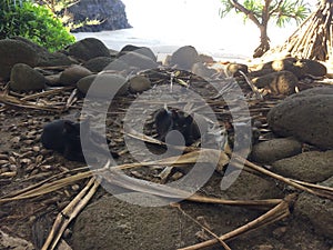 Cats on Hanakapiai Beach on Na Pali Coast on Kauai Island, Hawaii - Kalalau Trail.