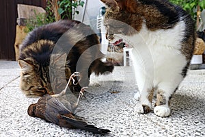 Cats has caught a bird